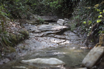 stream in the forest