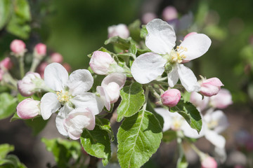 Apple blossoms over blurred nature background. Spring flowers. Spring Background with bokeh