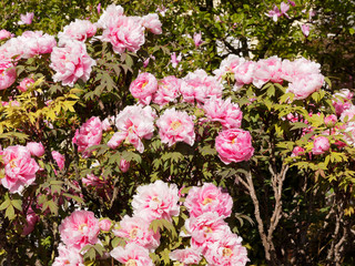 Fototapeta premium (Paeonia suffruticosa) Bloom of pink and red flowers of a tree peony in a garden in early spring
