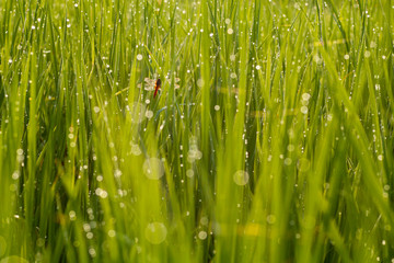 Fototapeta na wymiar Dragonfly in the rice and rain, Bokeh background, Soft and blur style.
