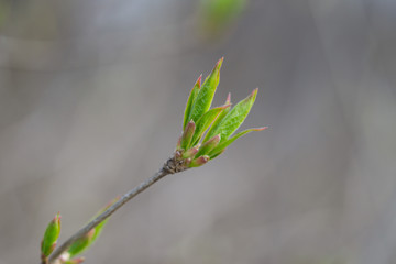 Honeysuckle Leaves in Springtime