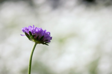Obraz premium Pincushion Flowerhead