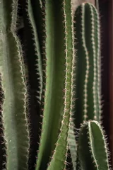 Foto op Canvas Sluit omhoog van cactusachtergrond. © Tarokmew