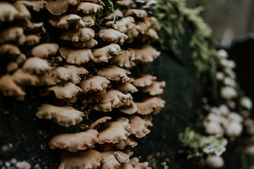 Wood mushrooms on tree, found in the forest