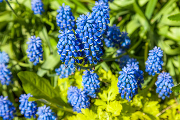 In may, mouse hyacinth bloomed in flower beds in city courtyards and gardens in may.