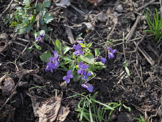 Viola odorata. Scent-scented. Violet flower forest blooming in spring. The first spring flower, purple. Wild violets in nature.