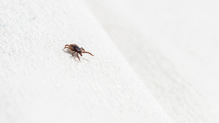 a tick runs on a paper towel