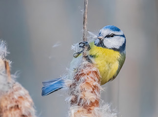 Obraz premium Blaumeise im Schilf