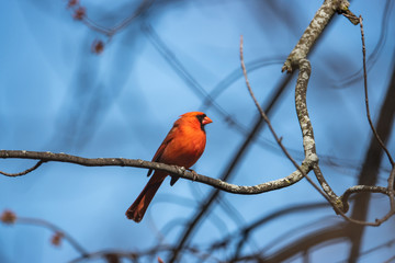 Northern Cardinal on Branch in Springtime