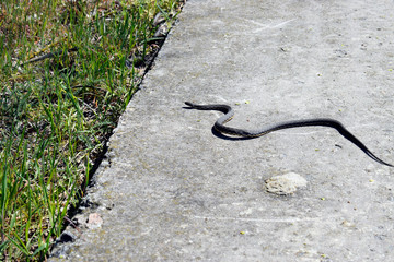 A beautiful gray snake crawls on a concrete slab.