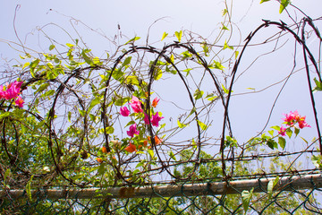 barbed wire on top of the fence, with flowers growing