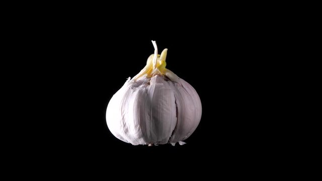 Macro shot of high quality garlic vegetable. Prepearing for cooking. Prevention of Coronavirus or COVID-19. Good for immunity