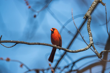 Northern Cardinal on Branch in Springtime