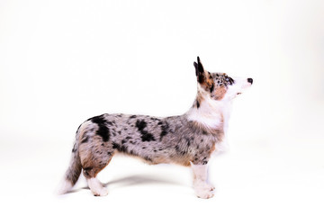 A blue merle corgi with big ears and funny fur stains. Cardigan welsh corgi dog with bright eyes. Close up, copy space for text, background.