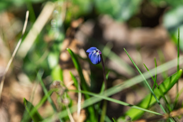 Squill Flowers in Bloom in Springtime