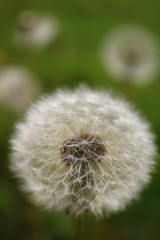 Dandelion closeup photography with green background