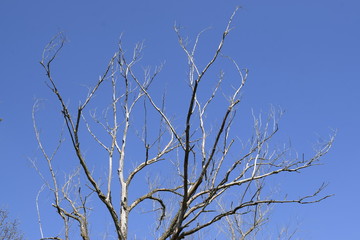 The top of a dried tree against a blue sky. Dry branches.