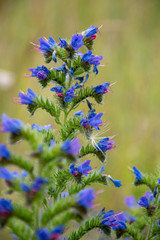 Wilder Lavendel in der Nahaufnahme