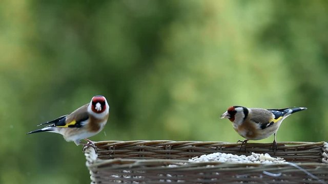 Stieglitze, Spatz und Amseln fressen zusammen
