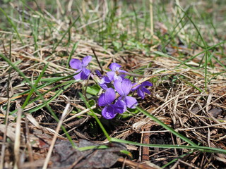 purple forest violet in early spring. many violets violets macro photo.