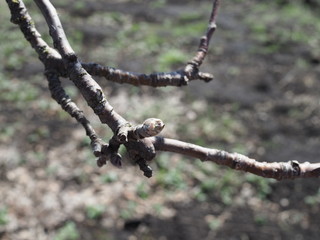close up bud of chestnut tree at early spring