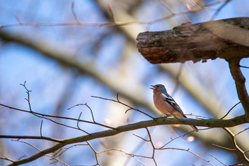 Obraz premium portrait of a beautiful chaffinch sitting and singing in the tree