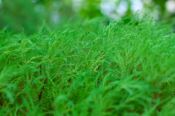 Spreading branches of microbiota, Microbiota decussate. Botanical macrophotography for illustration of microbiota.
