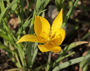 Fototapeta na wymiar tulipe sauvage