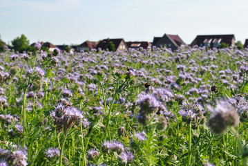 Distelfeld bei Greetsiel