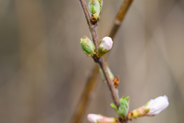 Nanking Cherry Flower Buds in Springtime