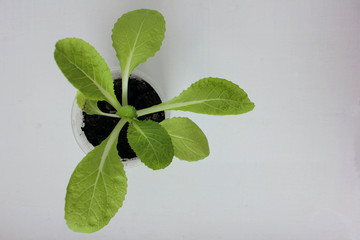 Chinese Napa Cabbage seedling sprouts in the pot on white background. Orient Express Beijing cabbage grow from seeds in the balcony vegetable garden. Top view. Copy space
