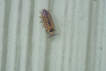 Brickwork Woodlouse in Springtime
