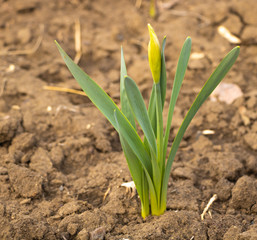 Fototapeta premium Yellow daffodils with flower buds in spring