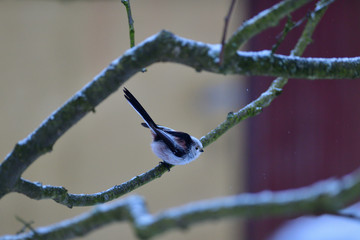 The long tailed tit watching on the tree twig in spring