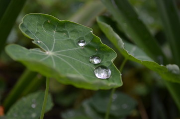 water drops on a leaf