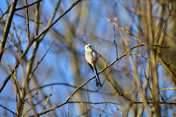 The long tailed tit watching on the tree twig in spring