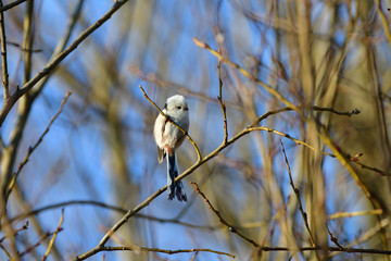 The long tailed tit sitting on the plant branch in winter