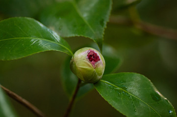 Blossoms of pink camellia , bud of Camellia japonica in garden.