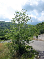 Obraz premium Road through mountains covered with dense green forest under a blue sky with clouds.
