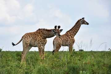 giraffes in wetland nature park in Sauth Africa