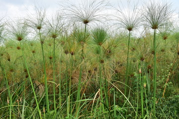 papyrus plant in nature reserve Isimangaliso in South Africa