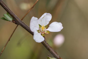 Nanking Cherry Flowers in Bloom in Springtime