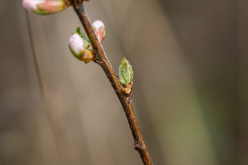 Nanking Cherry Leaves Sprouting in Springtime