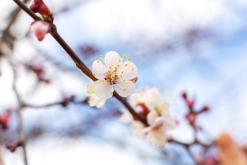 Flowering birch branch against the sky. Spring flowering trees