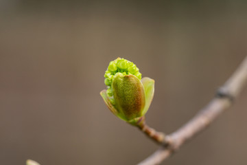 Norway Maple Flowers in Springtime
