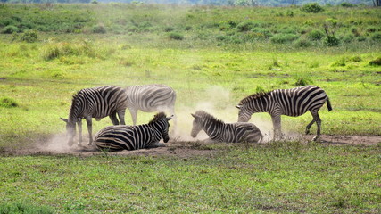 zebras during resting in wetland park Isimangaliso near St.Lucia in South Africa
