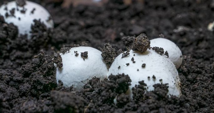 Zeitraffer von wachsenden Zuchtchampignons