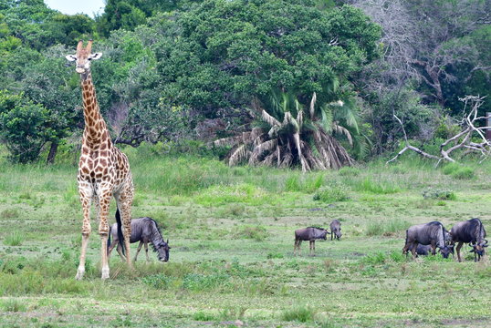 giraffes in wetland nature park in Sauth Africa