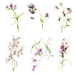 A set of field flowers, clover. Watercolor