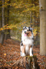 Portrait of Australian shepherd is standing on stump. She is waiting for other order. And she is so cute.